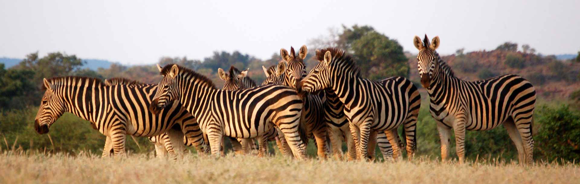 zèbres dans la savane végétation, Botswana
