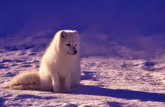 Renard blanc assis sur la neige en Norvège