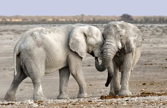 Elephants enroulant leurs trompes en Namibie