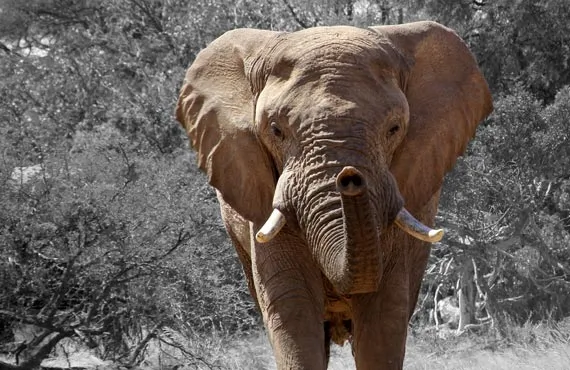 Elephant en Namibie sur fond d'arbustes secs