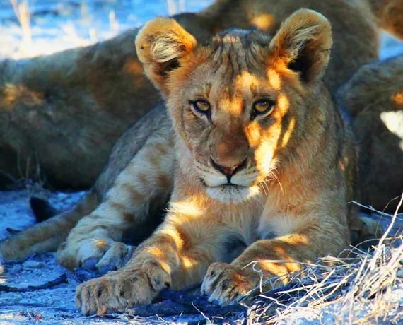 Lionceau allongé en Namibie