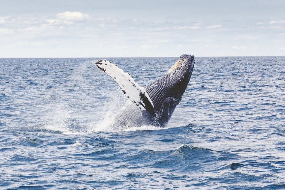 Baleine d'Amérique du Sud