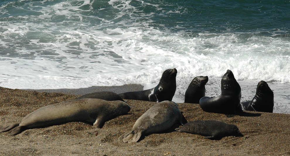 Lion de mer et otaries argentins