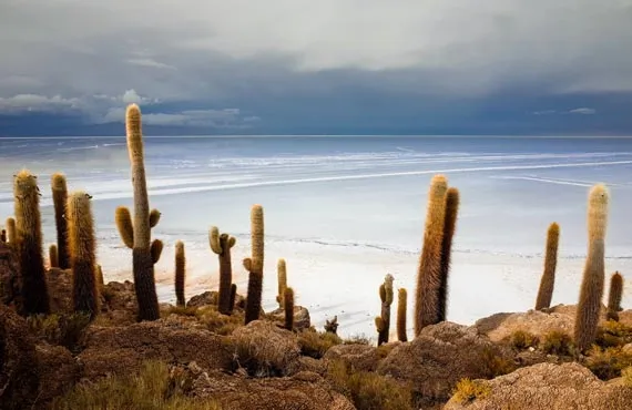 Cactus et lac dans le salar d'Uyuni en Bolivie