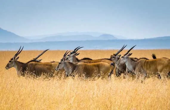 Animaux dans la savane au Botswana