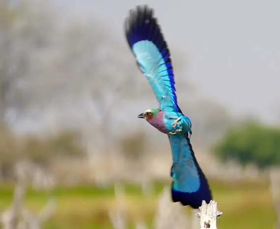 Oiseau bleu en vol au Botswana