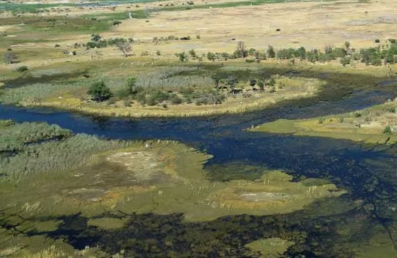 Paysage de rivière et de verdure au Botswana