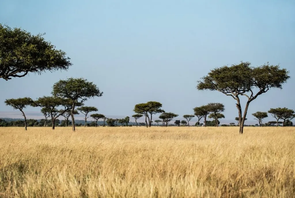 Arbres dans la savane au Botswana