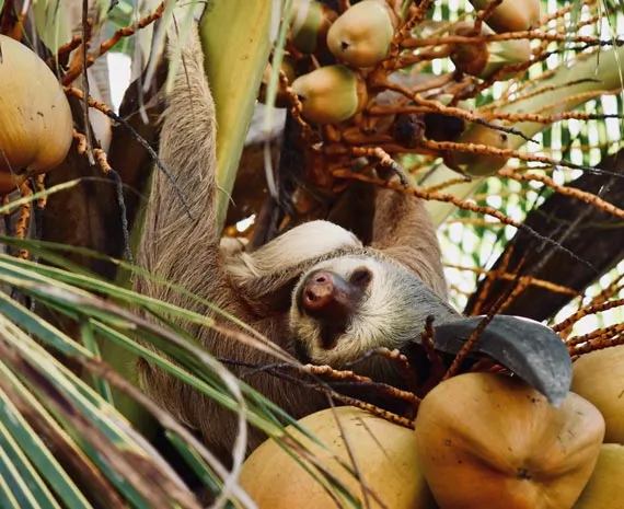Paresseux dans un palmier au Costa Rica