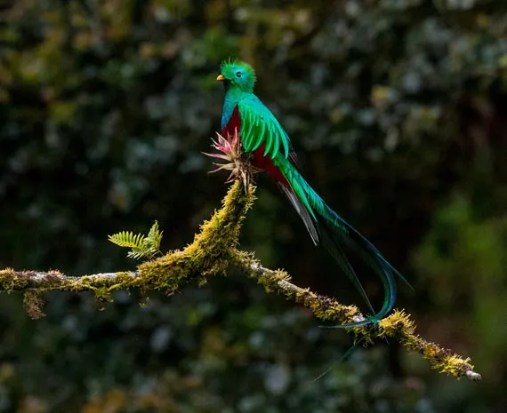 Oiseau vert sur une branche au Costa Rica