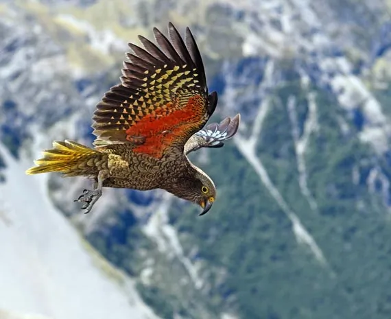 Oiseau rouge et jaune sur fond de montagne en Nouvelle-Zélande