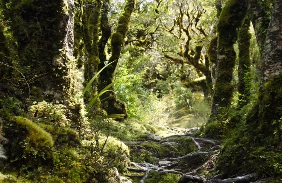 Chemin dans la forêt en Nouvelle-Zélande