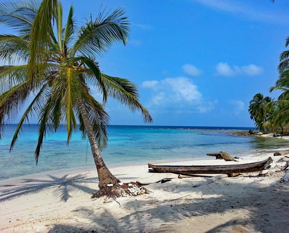 Palmier sur la plage