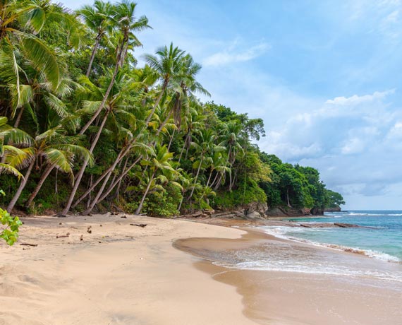 Plage avec palmiers