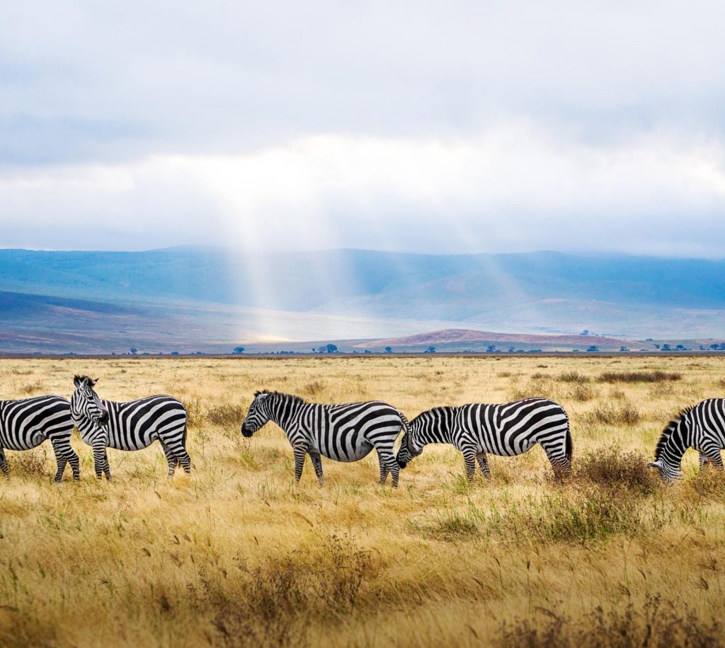 Zebres dans la savane