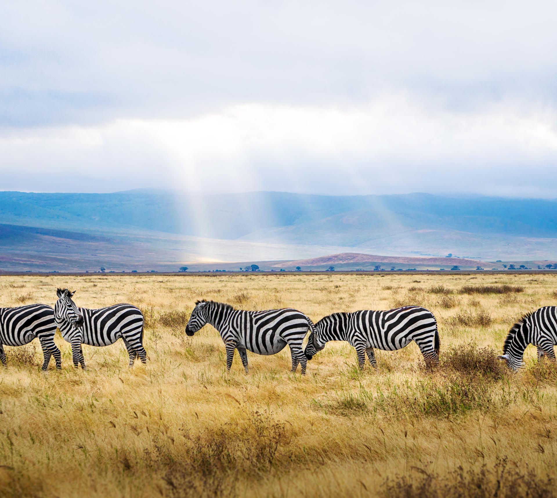 Zebres dans la savane