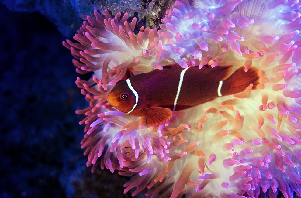 Fond marin d'Australie