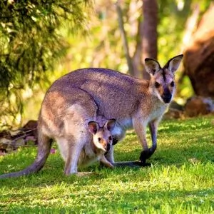 Wallaby australien
