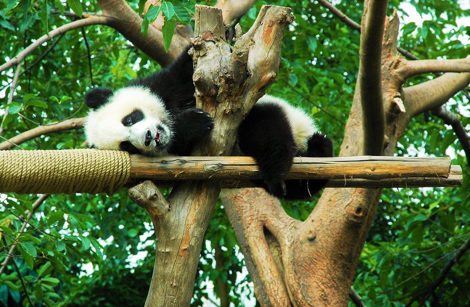 Panda géant de Chine