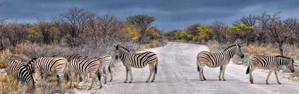 Troupeau de zèbres, Parc National d'Etosha, Namibie