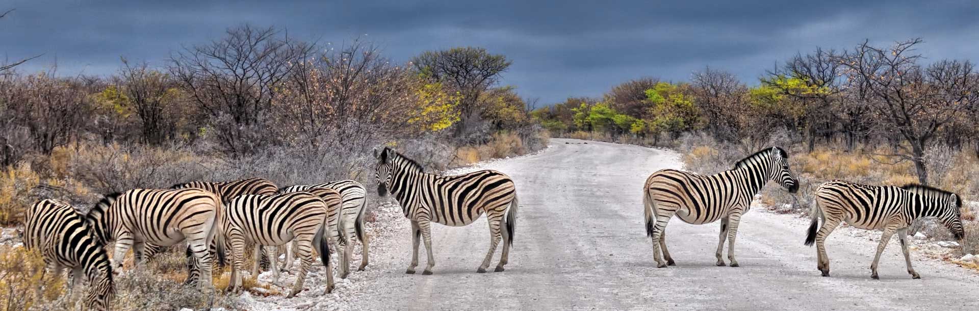 Troupeau de zèbres, Parc National d'Etosha, Namibie
