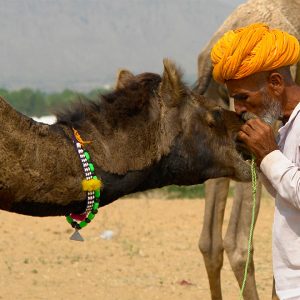 Indien embrassant son chameau à la foire de Pushkar au Rajasthan en Inde du nord