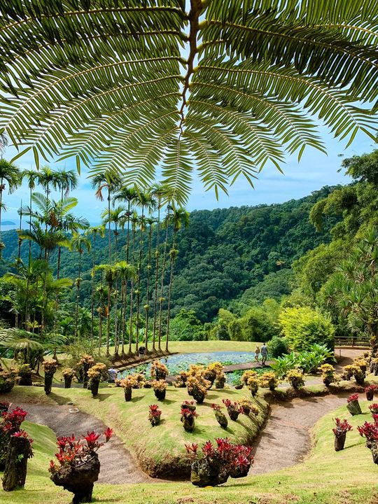 Sous le charme du jardin de Balata, en Martinique
