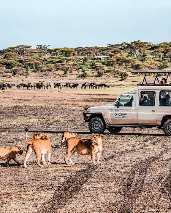 Vivre l’expérience unique d’un safari en Afrique