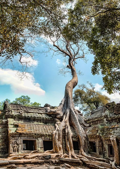 A la découverte du mystérieux temple Ta Prohm, au Cambodge