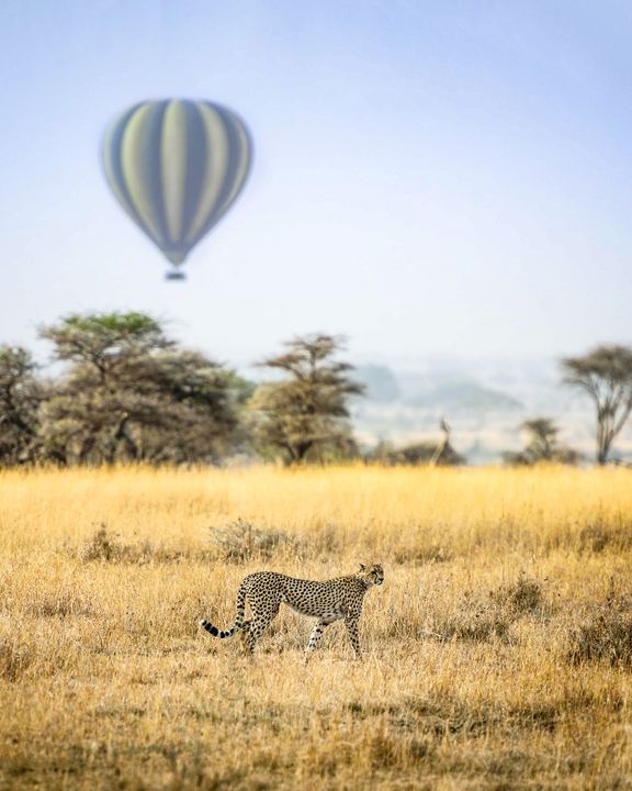 Emotions d’un safari en Tanzanie, entre 4×4 et montgolfière…