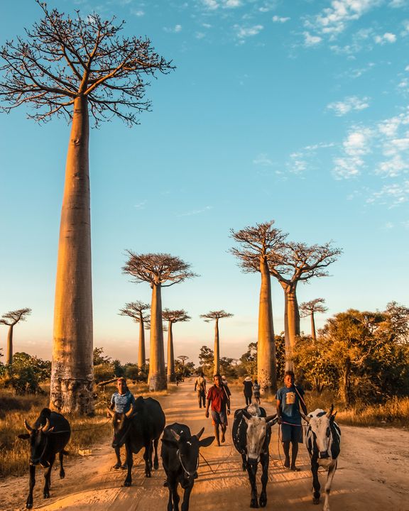 6 bonnes raisons d’aller à Madagascar !