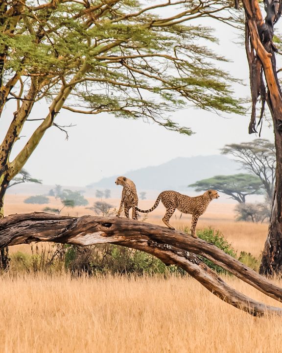 4 destinations idéales pour un safari photo en Afrique