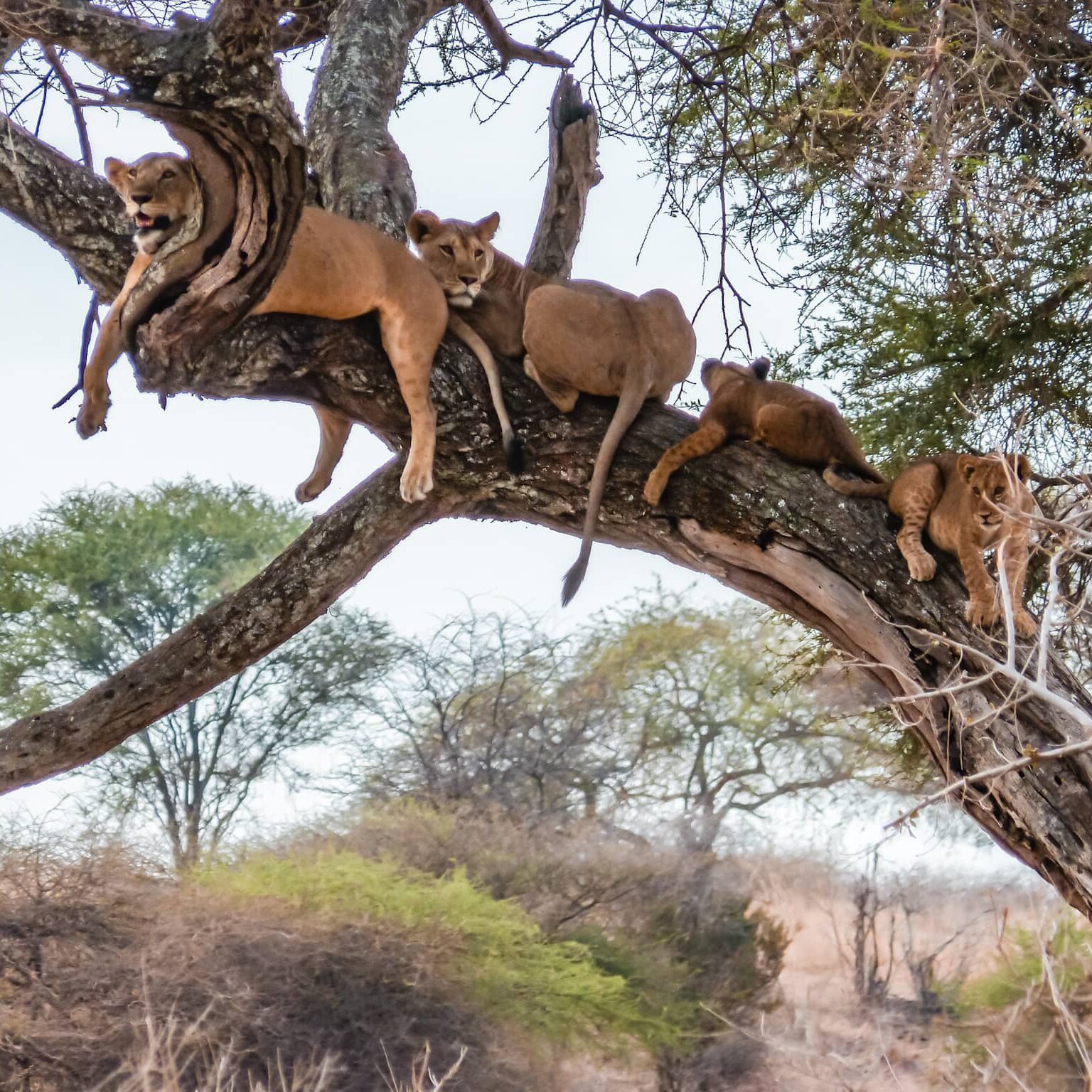 Safari en Tanzanie : quand la réalité dépasse l’imagination !