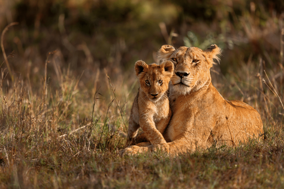 lionne et son lionceau étendus dans les herbes de la savane, Kenya