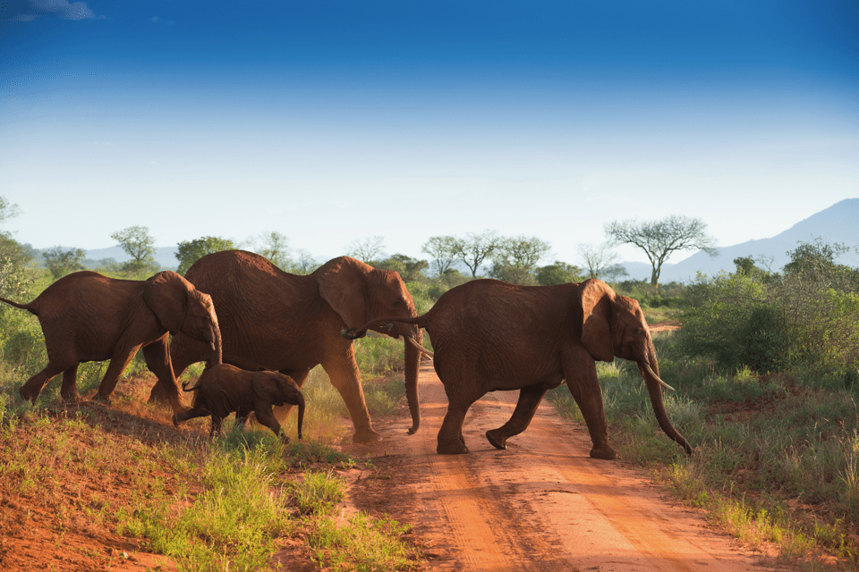 troupeau d'éléphants traversant une route de terre rouge dans la savane