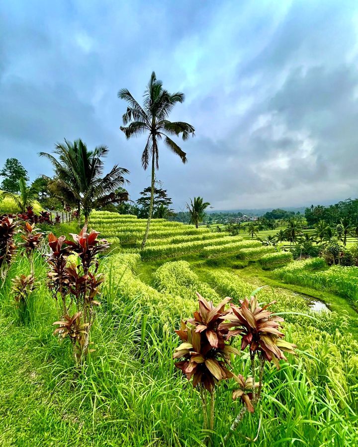 Bali et la sérénité de Ubud, un véritable coup de coeur