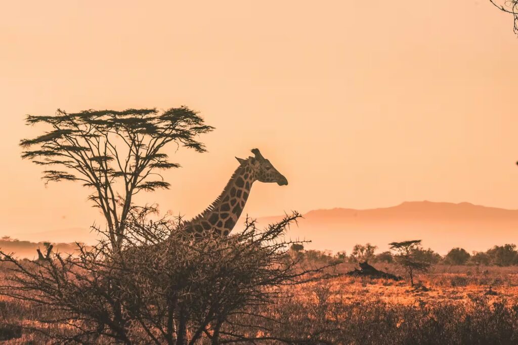 Girafe majestueuse se détachant sur la savane dorée du Serengeti, en Tanzanie, sous un ciel lumineux et rosée