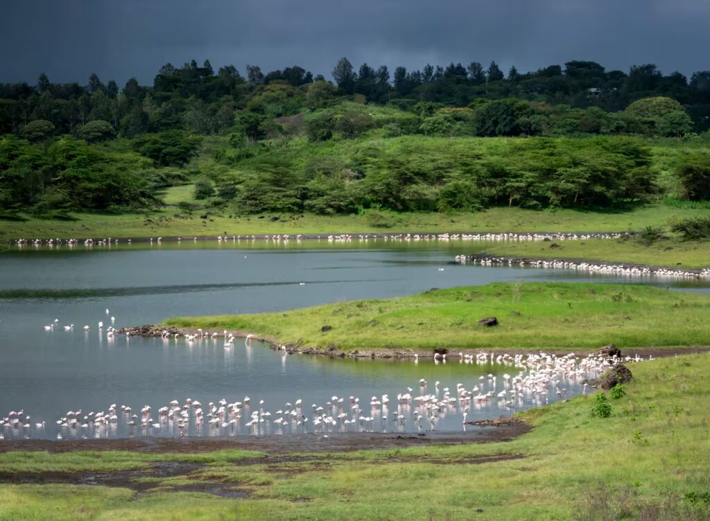 flamants rose longeant le lac Momella, parc national d'Arusha, Tanzanie