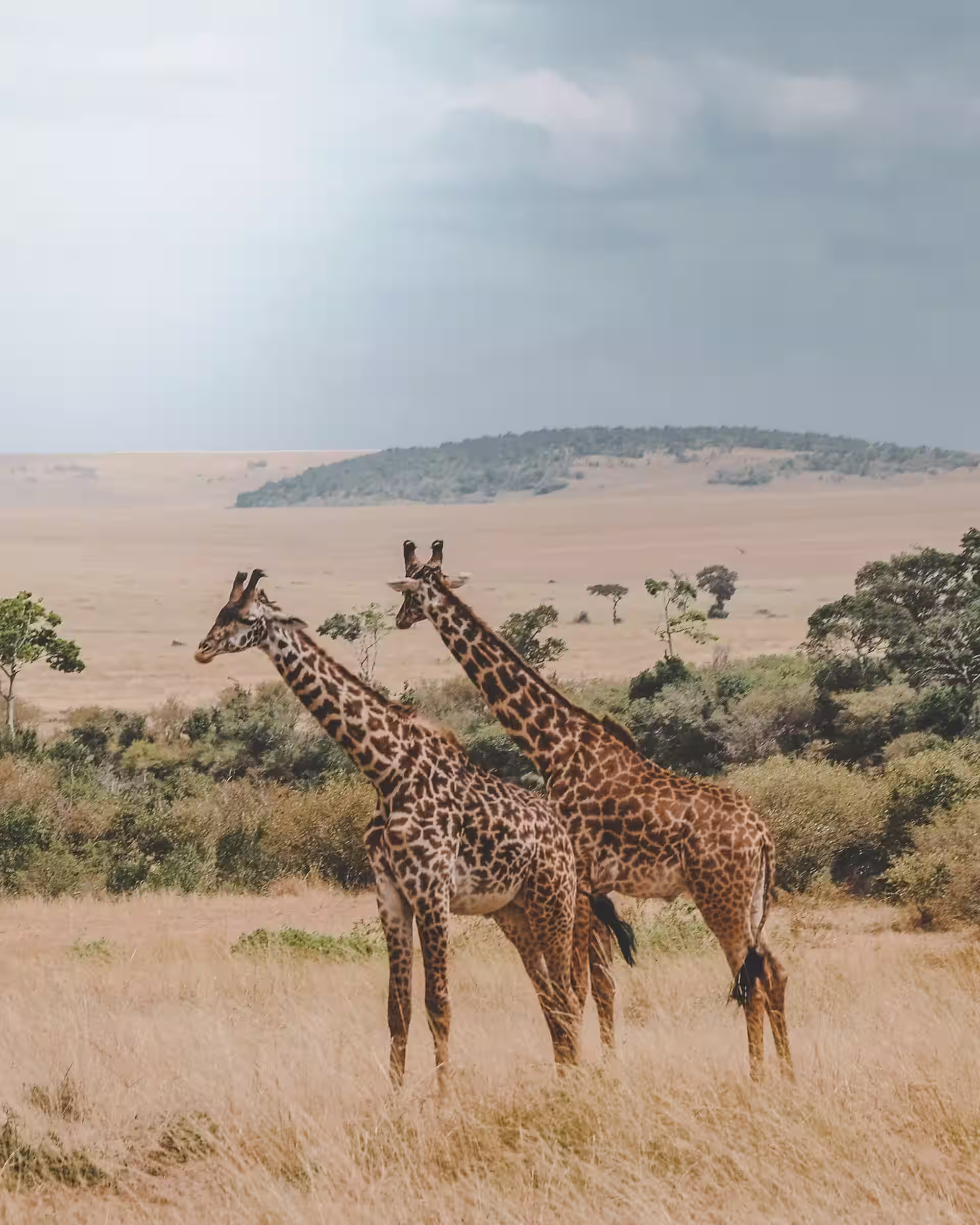 Deux girafes dans la végétation de la savane, herbes jaunies, au Masai Mara National Reserve, Kenya