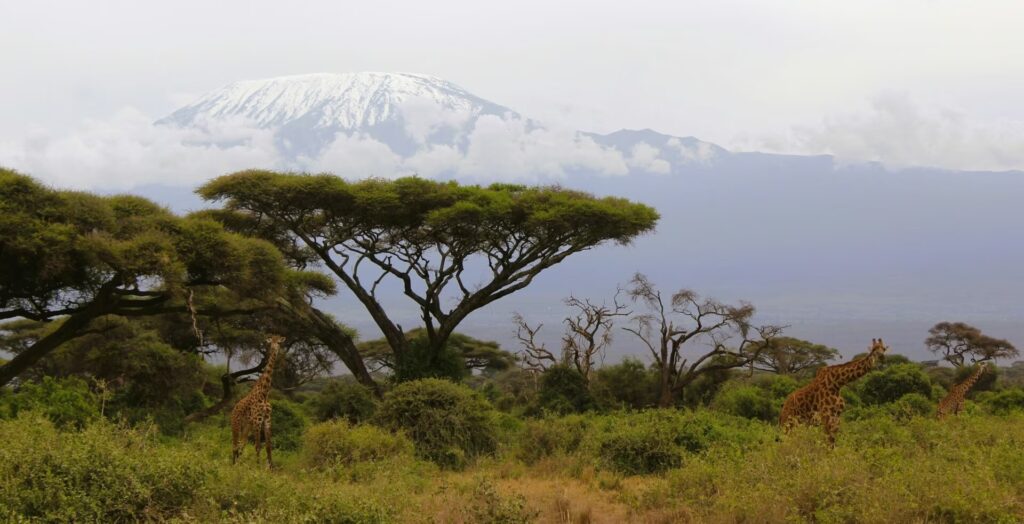 Girafe dans la savane surplombé par le Kilimandjaro, Tanzanie