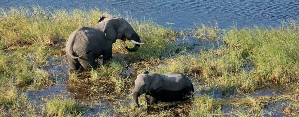Deux éléphants dans les eaux herbeuses du delta de l'Okavango, Botswana