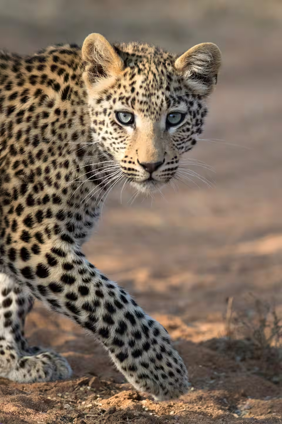 Leopard tachêté en safari
