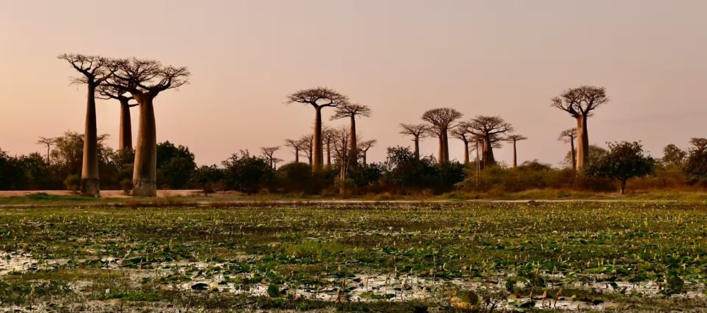 foret de baobab, ciel rosé, Madagascar