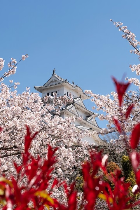 contre plongée de fleur de cerisier devant un temple traditionnelle, Japon