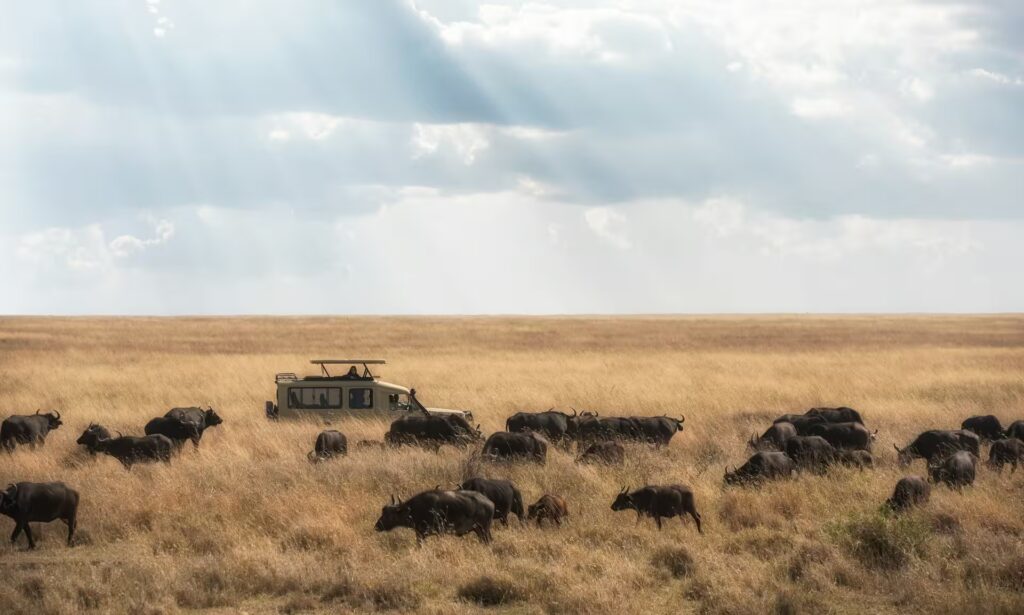 Troupeau de buffles, dans une vaste plaine de la savane du parc national du Serengeti au lever du soleil, en Tanzanie.