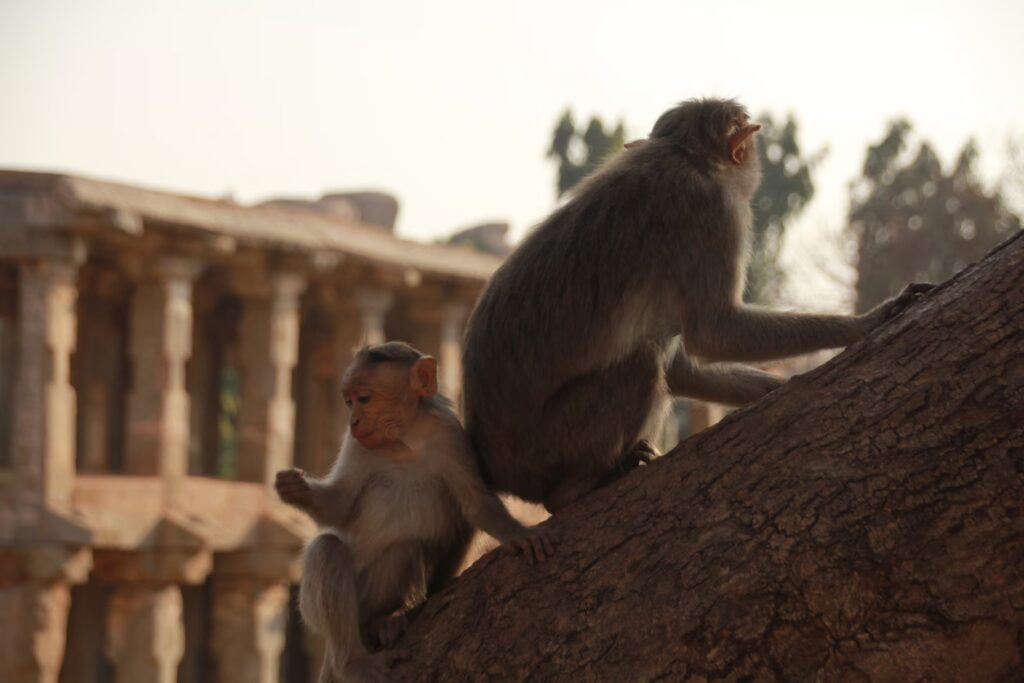 Singes sur un arbre à Hampi, Inde