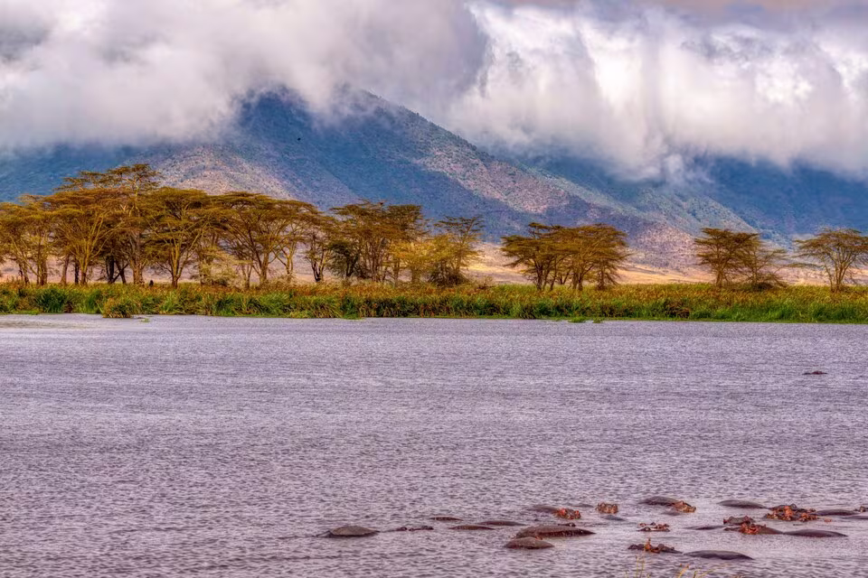 hippopotames se baignant dans le dans un lac, Ngorongoro, Tanzanie