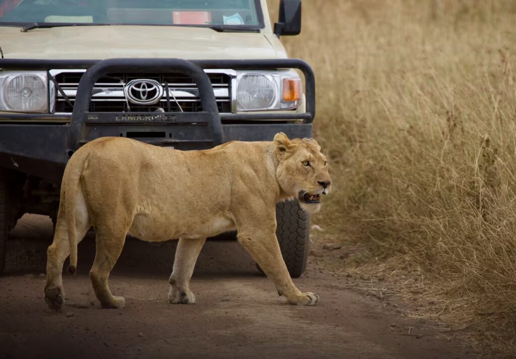 Gros plan sur un lion dans la savane, lors d'un safari au Serengeti en Tanzanie