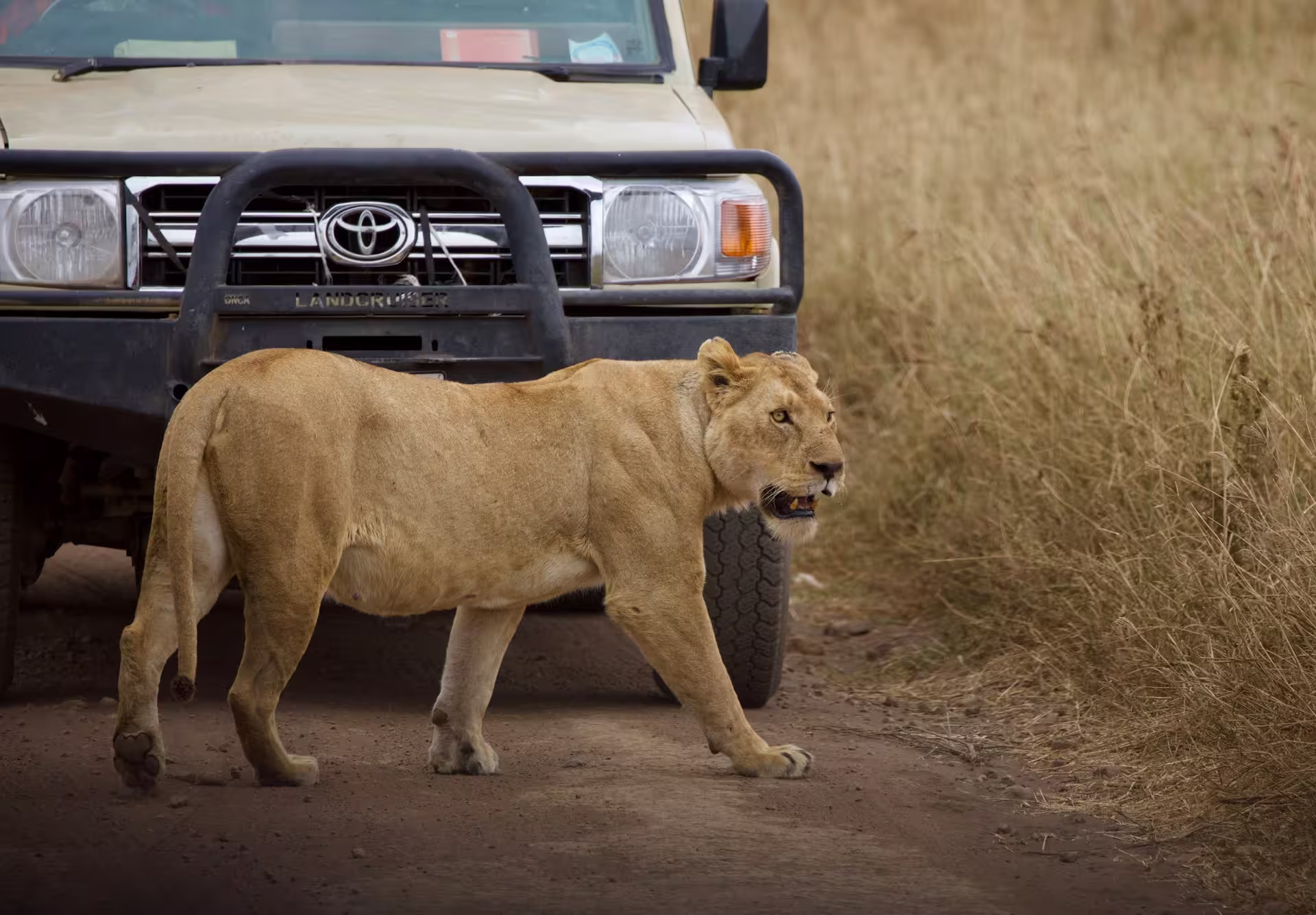 Gros plan sur un lion dans la savane, lors d'un safari au Serengeti en Tanzanie