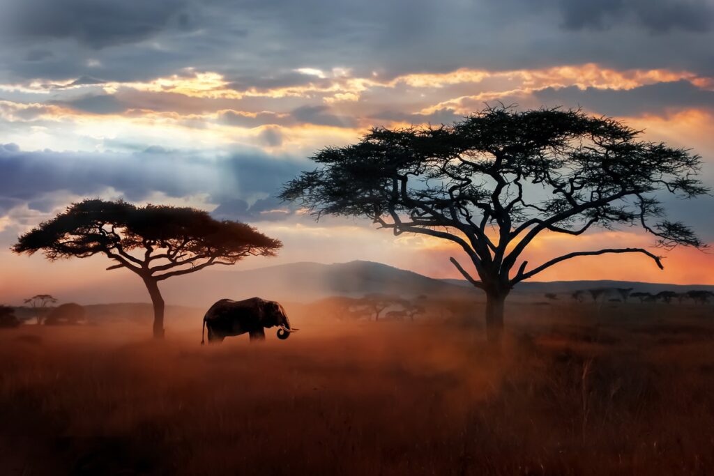 éléphant marchant dans la plaine au coucher de soleil par de Serengeti, Tanzanie